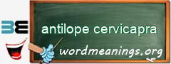 WordMeaning blackboard for antilope cervicapra